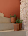 Escalier aux murs roux goupil Libéron, avec pots en terre cuite, plantes vertes et mur en brique apparente.